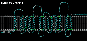 Russian Grayling NAD4